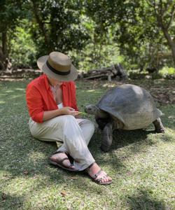 Сейшельская черепаха