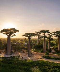 Аллея баобабов 