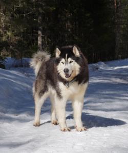 Питомник ездовых собак в Карелии