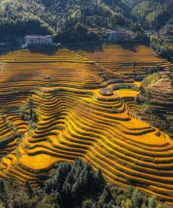 Рисовые террасы