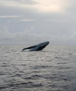 Охота за китами в Териберке