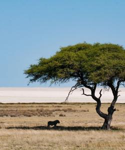 Пустыня Намиб