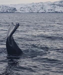 Морская прогулка на Кольском полуострове