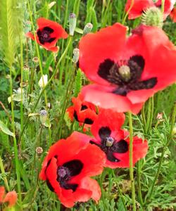 Цветение маков в Дагестане