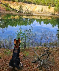 Лесное озеро в Подмосковье