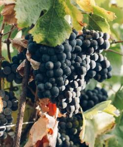 Винный тур в Краснодарский край