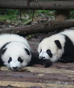 Панды в Китае