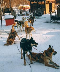 Собачья упряжка