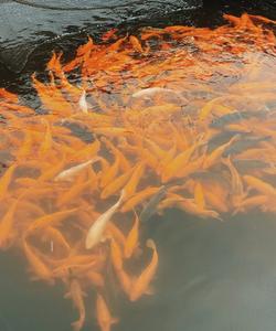 Осетровая ферма ДоброFish в Добрянке