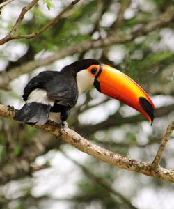 Парк Птиц в Фос-ду-Игуасу