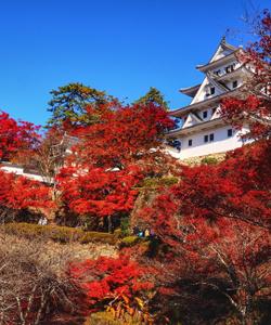 Тур в Японию