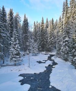 Снежный лес