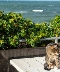 Зеленоградск