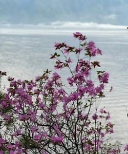 Цветение маральника на Алтае