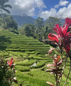 Рисовые террасы