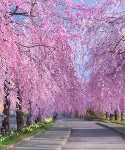 Сезон цветения сакуры в Японии