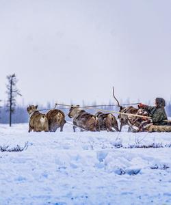 Стойбище кочующих оленеводов, Ямал