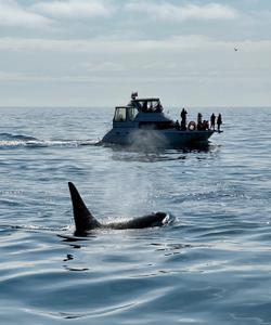 Морская прогулка
