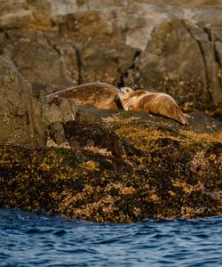 Лежбище тюленей 