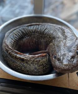 Рыбалка в Монголии