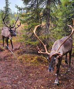 Северные олени