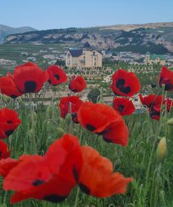 Цветение маков в Дагестане