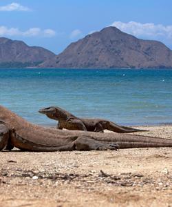 Комодские вараны