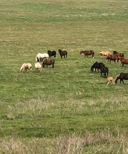 «Живая природа степи»