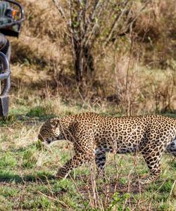Сафари в Кении