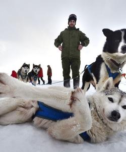 Питомник ездовых собак