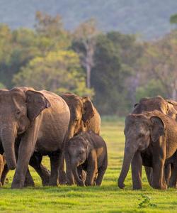 Слоны на Шри-Ланке