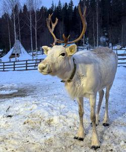 Парк северных оленей