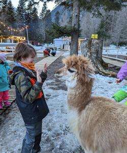 парк альпак