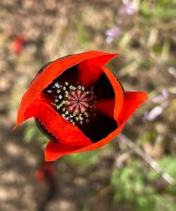 Цветение в степях Поволжья