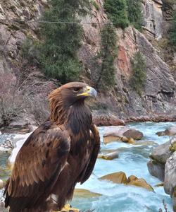 Беркут в Киргизии