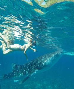 Снорклинг с китовыми акулами