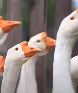 Кологрив, «гусиная столица России»