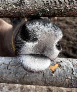 Питомник северных оленей