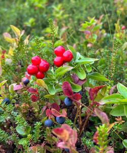 Тур на остров Немецкий Кузов