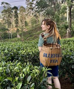 Плантации чая