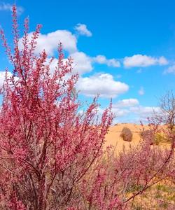 Поющий бархан в Калмыкии