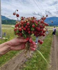 Алтайская земляника в селе Тюнгур на Алтае