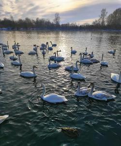 Заказник Лебединый