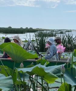 Цветение лотосов в Астрахани