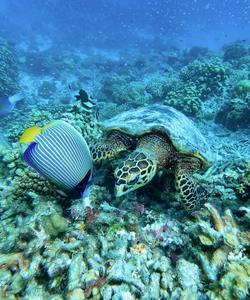 Подводный мир