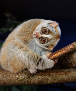 Лемуры на Мадагаскаре