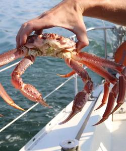 Камчатский краб