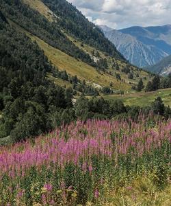 Тебердинский заповедник