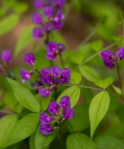 Чина весенняя