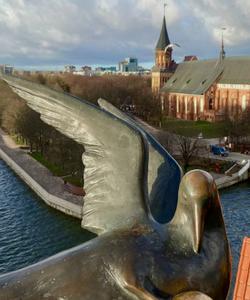 Птица счастья, Калининград